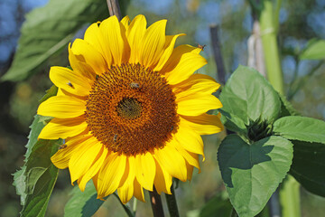 Obraz premium sunflower in the garden