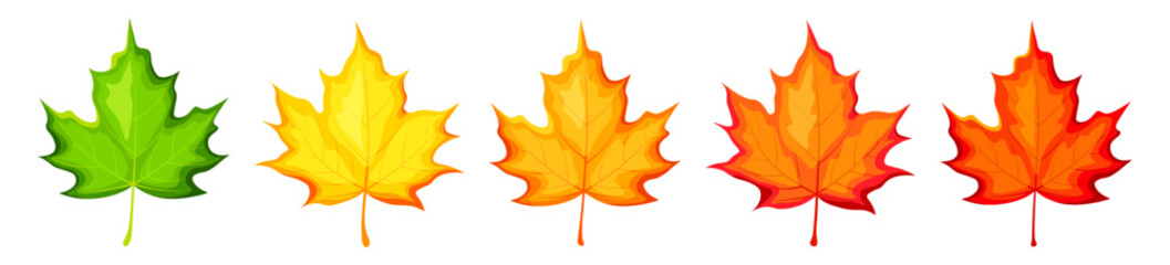 Set of autumn leaves in cartoon style. Vector illustration of colored autumn maple leaves: green, yellow, orange, yellow-hot, red, isolated on white background. Autumn season. Falling leaves.