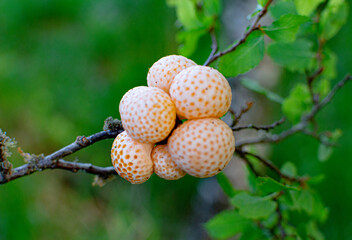 Digüeñe. Hongo chileno © viviana