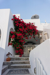 Bougainvillea Growing on White Building