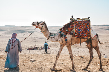 camels in the desert