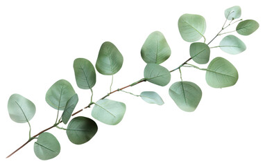 Obraz premium PNG Spiral Eucalyptus Branch annonaceae produce herbal.