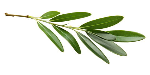 PNG Olive plant herbs leaf.