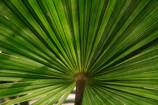 Texture of a leave of wiki palm tree in details. 