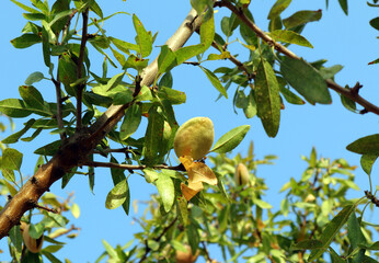 A bright yellow ripe almond fruithangs amid lush green leaves, showcasing nature's vibrant colors under a clear blue sky during a sunny afternoon.