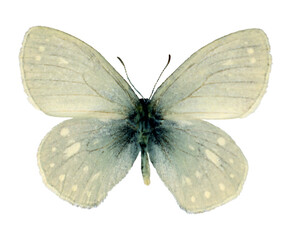 White butterfly Coenonympha sunbecca isolated on transparent, close-up, macro. Design element. Satyridae, collection butterflies, insects.