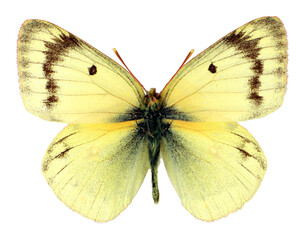 Yellow butterfly Colias sieversi isolated on transparent, close-up, macro. Design element. Pieridae, collection butterflies, insects.