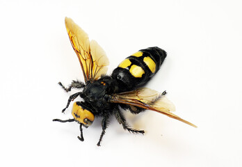 The Megascolia maculata displays its striking yellow and black coloration while resting, highlighting its unique wing structure and fascinating features.