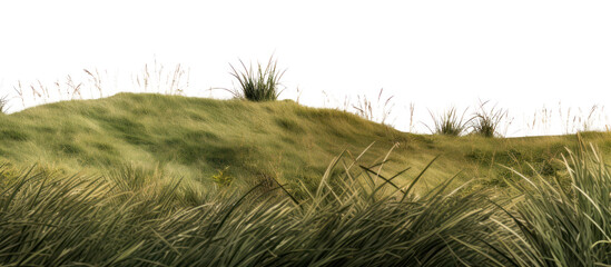 PNG Serene grassy hill landscape