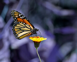 The Monarch Butterfly