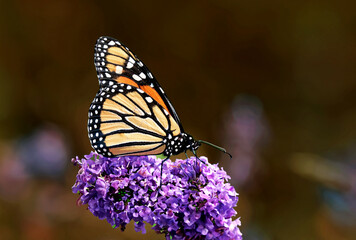 The Monarch Butterfly