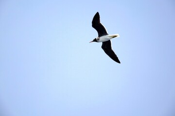 Seagulls Soaring Gracefully Over a Calm Sea on a Sunny Day