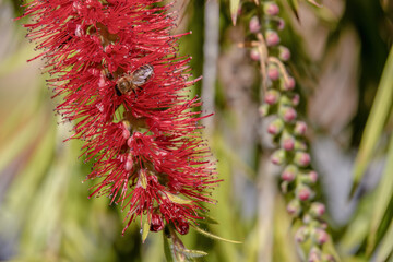 A bee in a weeping bottlebrush flower, illuminated by the sun of the morning, in a garden near the colonial town of Villa de Leyva, in central Colombia.