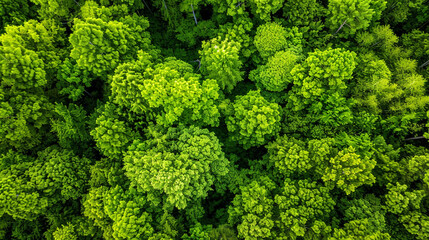 Fototapeta premium Drone view of green forest