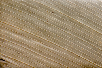 Macro photography of the texture of a dried leaf of calathea lutea plant, used to wrap guava sweet.