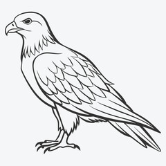 Fototapeta premium Black Kite Bird Standing Elegant Line Art Illustration