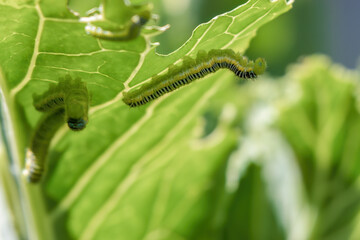 Macro photography of a clouded yellow butterfly caterpillar feeding on a kale leaf. Captured in a...
