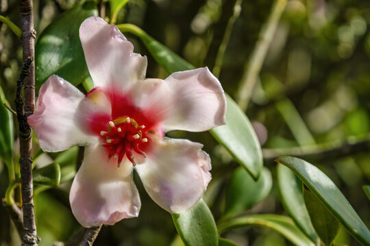Macro photography of the exotic flower of the clusia orthoneura, captured in a farm near the colonial town of Villa de Leyva, in central Colombia.