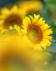 前ボケで楽しむひまわりの写真
