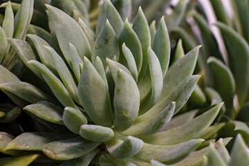 Focus stacked macrophotography of the leaves of an Echeveria runyonii succulent plant, in a garden...