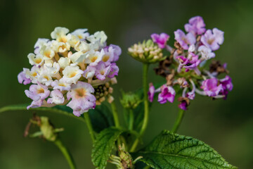 Macro photography of two clusters of tiny lantana flowers, in the light of the sunset, captured in a garden near the colonial town of Villa de Leyva, in central Colombia.