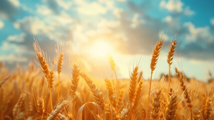 Sunny golden wheat field under clear blue sky, vibrant nature scene for agriculture lovers