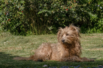 A mongrel dog rests on the grass in the afternoon, in a garden near the colonial town of Villa de Leyva in the eastern Andes range of central Colombia.