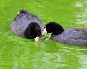 par de gallaretas americanas