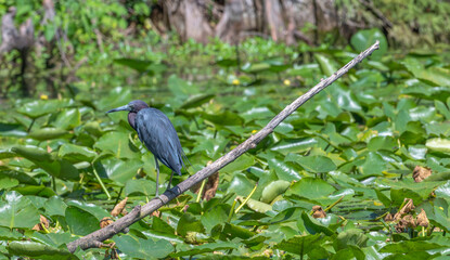 Little blue heron perched on a tree branch over a pond covered in lily pads in summer.
