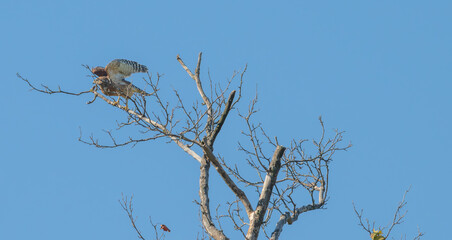 Red-shouldered hawk takes off from the branch of a dead tree.
