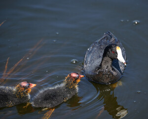 gallareta americana  con dos polluelos