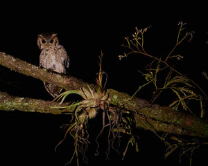 Tecolote del balsas toma nocturna sobre  rama de árbol