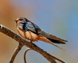Naklejka premium golondrina tijereta perchada sobre rama en el sol
