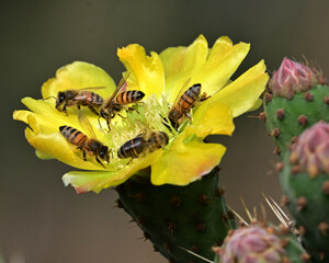 cinco abejas en flor de cacto amarilla