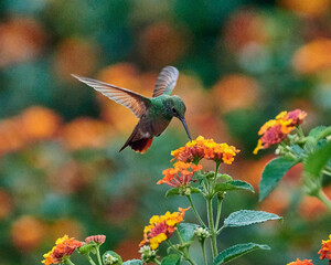colibrí berilo en vuelo estacionario sobre flores de lantana