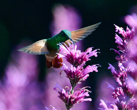 colibr&iacute; berilo aliment&aacute;ndose de  toronjil en flor