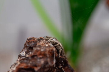 An adorable female platycryptus spider in a terrarium.