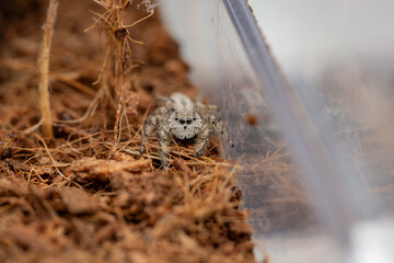 An adorable female platycryptus spider in a terrarium.