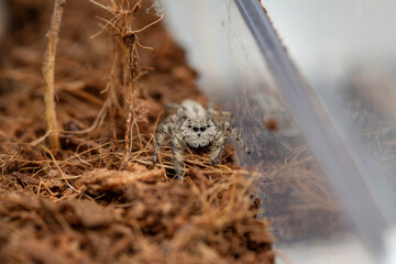 An adorable female platycryptus spider in a terrarium.