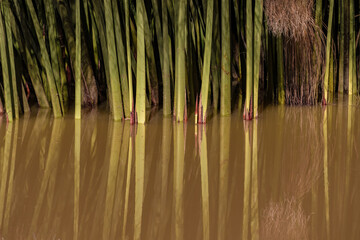 Close-up view of a the stems of papyrus plants reflecting on the water, in a garden near the...