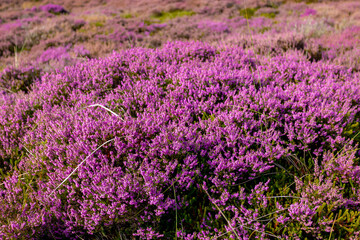 Obraz premium Selective focus of purple flowers in the filed, Calluna vulgaris (Heide, Heath, ling or simply heather) is the sole species in the genus Calluna, Flowering plant family Ericaceae, Natural background.