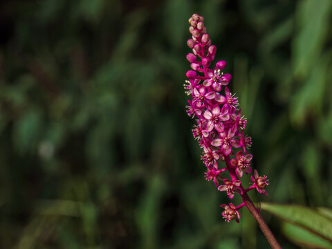 Close-up photography of a red Phytolacca rugosa flower illuminated by the light of the sunset, in  a farm near the colonial town of Villa de Leyva in central Colombia.