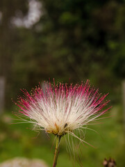Close-up photography of the singular flower of the powder-puff tree, captured in a farm near the colonial town of Villa de Leyva, in central Colombia.