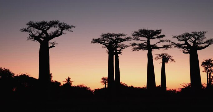 Panorama Of Baobabs At Sunset, Authentic Madagascar