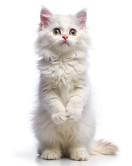 cat and kittencat, kitten, animal, pet, isolated, feline, domestic, white, fur, kitty, sitting, pets, british, cute, mammal, animals, young, small, fluffy, funny, portrait, looking, breed, grey, furry