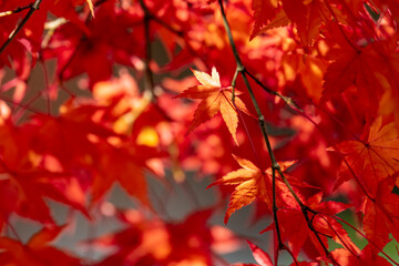 真っ赤な紅葉