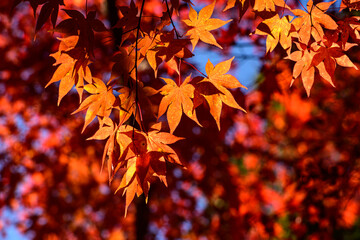鮮やかな紅葉