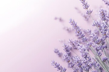 Obraz premium Lavender Bouquet on a Pink Background