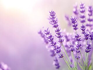 Obraz premium Delicate Lavender Blossoms in Soft Sunlight