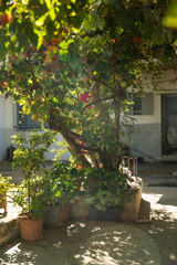 house in the village